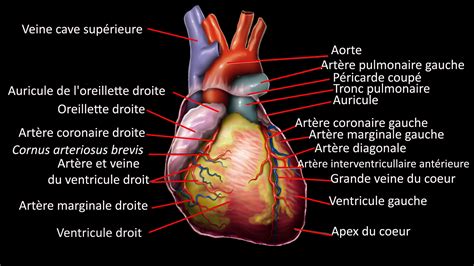 Cœur humain — Wikipédia.